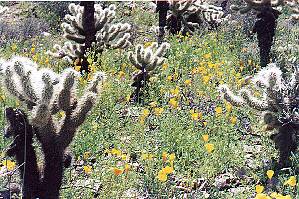 Cholla and poppies