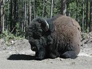 Bison